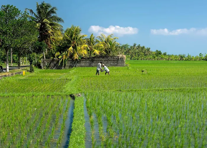 Seseh Canggu